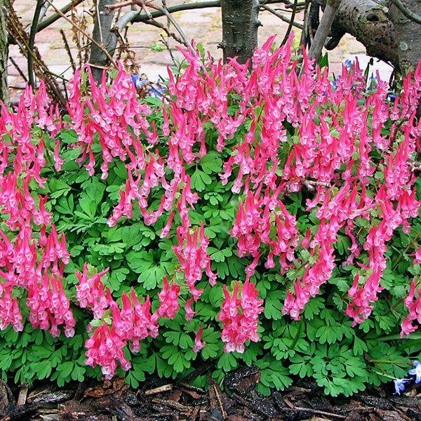 ●学名・英名：Corydalis solida Corydalis●商品情報：コリダリスは和洋どちらでも合う花姿で人々を魅了します。ヒマラヤ山脈の高山帯に生えていることから、ヒマラヤエンゴサクとも呼ばれます。ケシ科。暑さにやや弱く冷涼な環境...