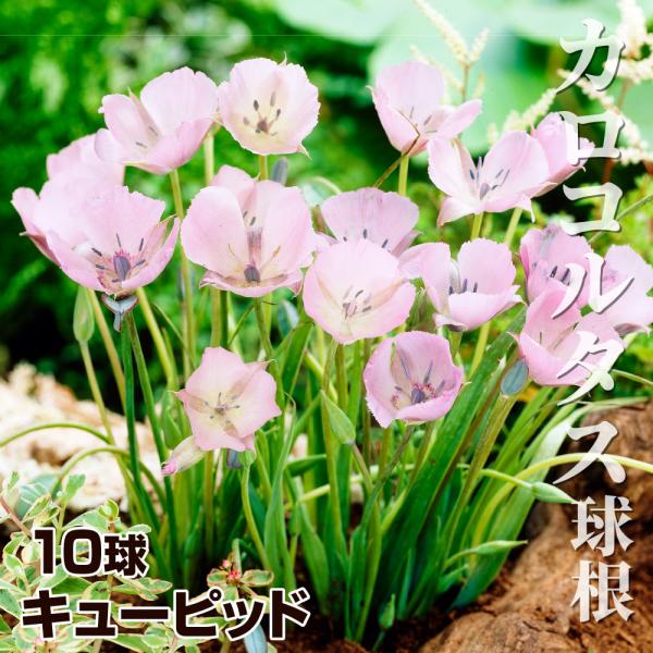 ●学名・英名：Calochortus Cupido●商品情報：繊細な見た目からは裏腹に、驚くほど丈夫で育てやすい! 雨風の当たらない場所で霜よけすれば、毎年楽しめます。ユリ科。●お届け状態：球根（球周約4cm）●開花期(約)：5-6月●草丈...