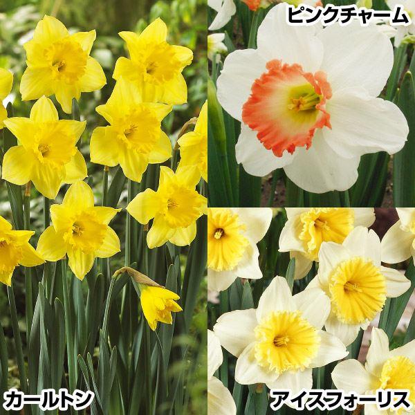 水仙 球根 人気カップ咲水仙セット 3種30球の魅力と育て方