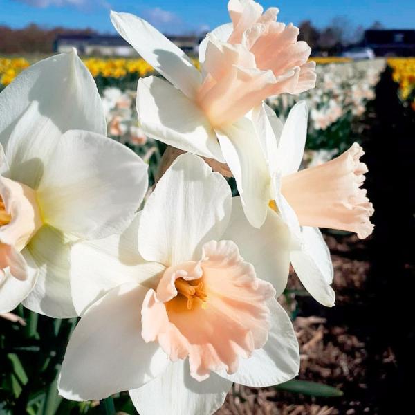 ●学名・英名：Narcissus Sweetest Dream●商品情報：カップがピンクの可愛い大輪カップ咲水仙。スイセンは育てやすく、植えっぱなしでも栽培でき、初心者にもおすすめです。●分類：2 W-P-Large Cupped●お届け状...