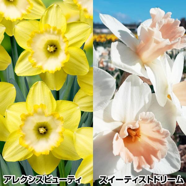 セット内容アレクシスビューティ・スイーティストドリーム 各3球●学名・英名：Narcissus●商品情報：アレクシスビューティ：鮮やかな黄色で見ごたえある水仙。スイーティストドリーム：カップがピンクの可愛い大輪水仙。スイセンは育てやすく、植...