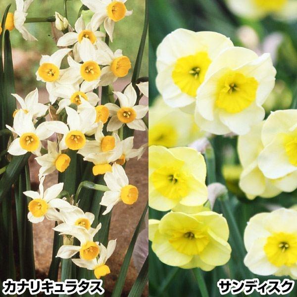 セット内容サンディスク・カナリキュラタス 各5球●学名・英名：Narcissus●商品情報：サンディスク：ユニークな丸花弁がキュートな香りミニ水仙。カナリキュラタス：ユニークな花形をした香りミニ水仙。スイセンは育てやすく、植えっぱなしでも栽...