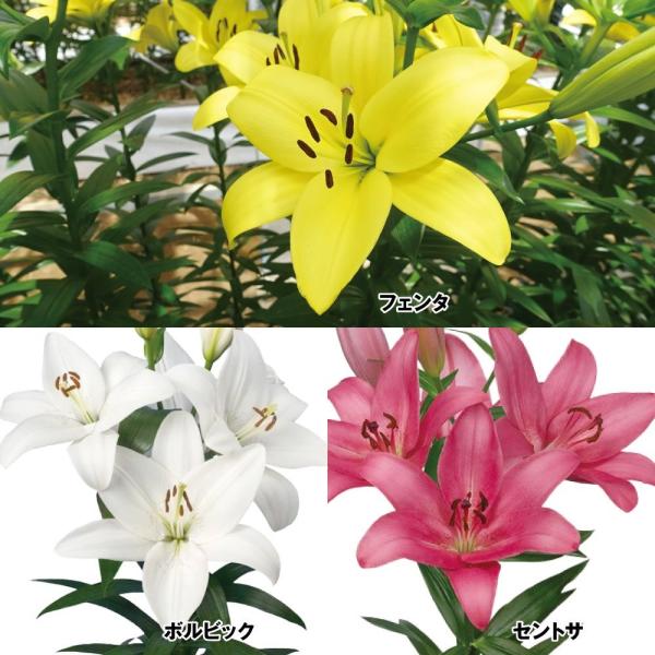 ●セット内容：ボルビック・セントサ・フエンタ 各8球●学名・英名：Lilium●商品情報：鮮やかな色と上向きの花姿が美しいTAハイブリッドユリ。●お届け状態：球根●開花期：6月●草丈：中(80-120cm)●耐寒性：強●日照：日なた●栽培適...