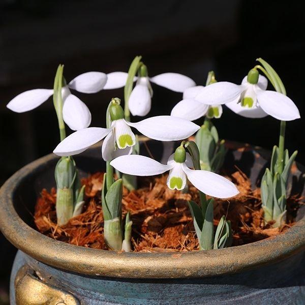 ●学名・英名：Galanthus elwesii Mount Everest●商品情報：冬の終わりから春先にかけて花を咲かせるスノードロップは、春を告げる花として知られています。栽培はとっても簡単!!マウントエベレストは従来種より一回り花が...