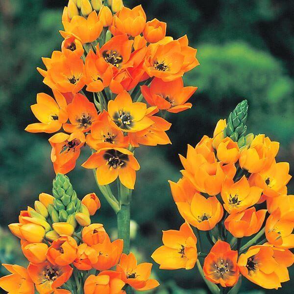 ●学名・英名：Ornithogalum dubium●商品情報：オーニソガラムは花もち抜群でアレンジに最適。発色良いオレンジ花は周りを明るくしてくれます。キジカクシ科オオアマナ属。原産地は南アフリカ、特にケープ地方に多い。●お届け状態：球根...