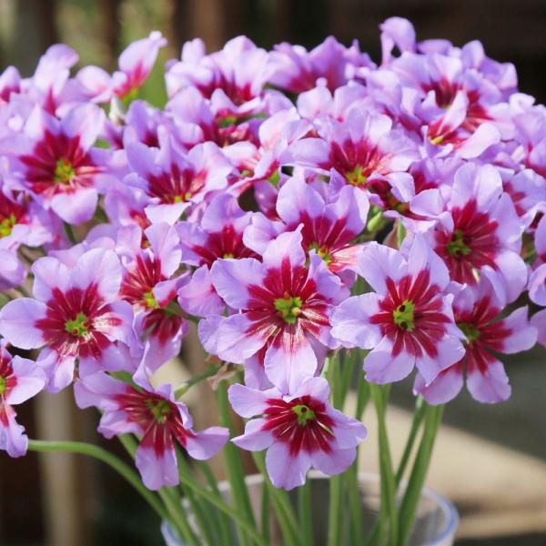 ●学名・英名：Leucocoryne Andes●商品情報：薄紫花弁の中央に赤紫が入る特徴的な花色のリューココリーネ。切花アレンジに大活躍し、甘い香りもステキ。ヒガンバナ科。原産地は南米、チリのアンデス山系。●お届け状態：球根 (小球性)●...