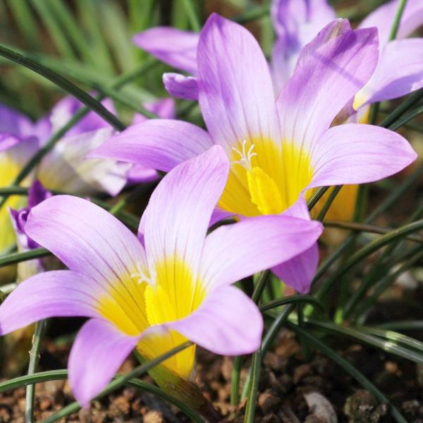 ●学名・英名：Romulea clusiana●商品情報：地面近くに淡紫色の花を咲かせます。紫系の中では大輪。乾燥に強く鉢栽培向き。アヤメ科。●お届け状態：球根 (小球性)●開花期(約)：3-4月●草丈(約)：5-10cm●耐寒性：弱 (5...