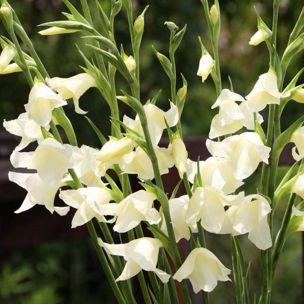 ●学名・英名：Gladiolus●商品情報：秋に植えて春に咲く早咲きグラジオラス。アヤメ科。南アフリカ、ケープ地方原産。●お届け状態：球根 (小球性)●開花期(約)：3-5月●草丈(約)：40-70cm●耐寒性：中 ※冬は霜除けが必要●日照...