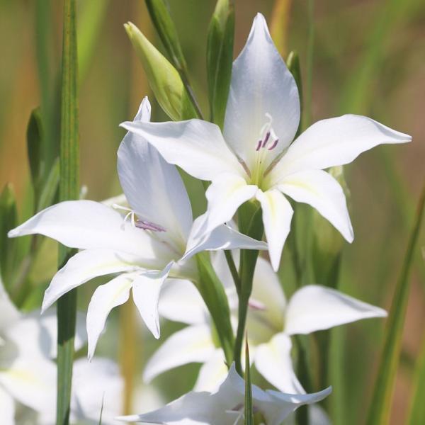 ●学名・英名：Gladiolus colvillii Albus●商品情報：秋に植えて春に咲く早咲きグラジオラス。アヤメ科。南アフリカ、ケープ地方原産。●お届け状態：球根 (小球性)●開花期(約)：5-6月●草丈(約)：40-70cm●耐寒...