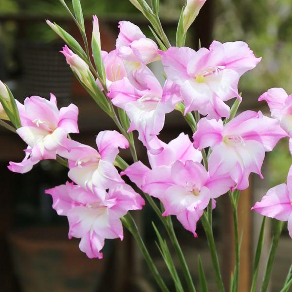 ●学名・英名：Gladiolus tubergenii Charming Henry●商品情報：秋に植えて春に咲く早咲きグラジオラス。アヤメ科。南アフリカ、ケープ地方原産。●お届け状態：球根 (小球性)●開花期(約)：3-5月●草丈(約)：...