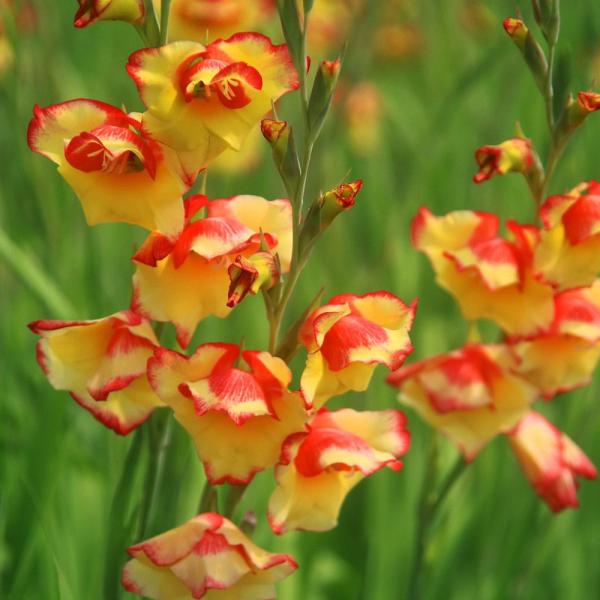 ●学名・英名：Gladiolus primulinus Las Vegas●商品情報：秋に植えて春に咲く早咲きグラジオラス。アヤメ科。南アフリカ、ケープ地方原産。●お届け状態：球根 (小球性)●開花期(約)：3-5月●草丈(約)：40-70...