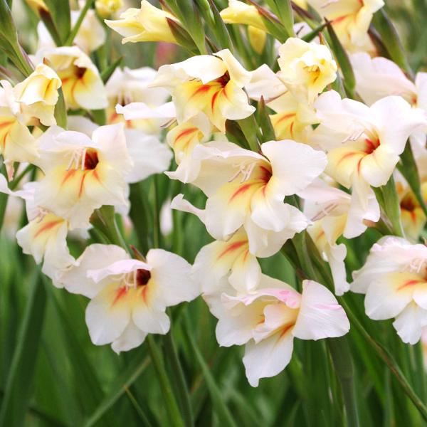 ●学名・英名：Gladiolus nanus Carine●商品情報：秋に植えて春に咲く早咲きグラジオラス。アヤメ科。南アフリカ、ケープ地方原産。●お届け状態：球根 (小球性)●開花期(約)：3-5月●草丈(約)：40-70cm●耐寒性：中...