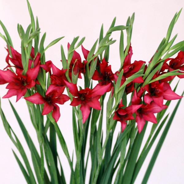 ●学名・英名：Gladiolus Sherry red●商品情報：秋に植えて春に咲く早咲きグラジオラス。アヤメ科。南アフリカ、ケープ地方原産。●お届け状態：球根 (小球性)●開花期(約)：3-5月●草丈(約)：40-70cm●耐寒性：中 ※...