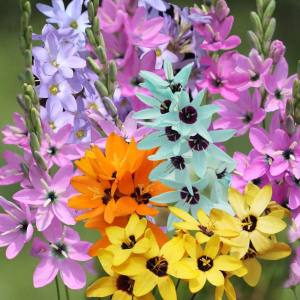 ●学名・英名：Ixia●商品情報：花色豊富な原種イキシアのミックス。アヤメ科。●お届け状態：球根 (小球性)●開花期(約)：4-6月●草丈(約)：30-60cm●耐寒性：中 ※冬は霜除けが必要●日照：日なた●栽培適地：庭・鉢・切花●注意事項...