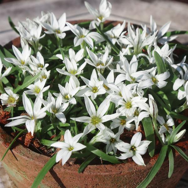 ●学名・英名：Ipheion sessile●商品情報：小さな白花を咲かせる珍しい冬咲き。寒さに強く丈夫で、甘い香りのする花を地際にたくさん咲かせます。ヒガンバナ科。●お届け状態：球根 (小球性)●開花期(約)：12-1月●草丈(約)：5-...