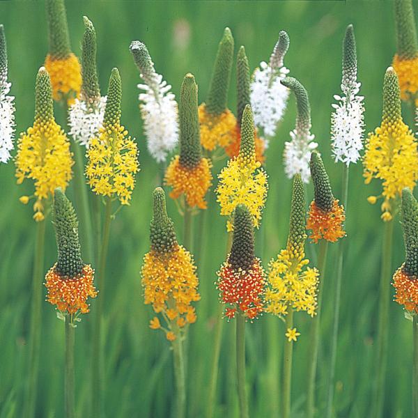 ●学名・英名：Bulbinella●商品情報：栽培はほぼ手間いらずで育てやすい! 花もちがよく切花にピッタリです。猫の尾のようなので、別名キャッツテールとも呼ばれます。ツルボラン科。●お届け状態：球根 (小球性)●開花期(約)：3-5月●草...