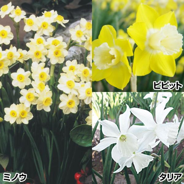 ●セット内容：ピピット・タリア・ミノウ 各5球●学名・英名：Narcissus ●商品情報：スイセンは育てやすく、植えっぱなしでも栽培でき、初心者にもおすすめです。●お届け状態：球根●開花期(約)：ピピット・ミノウ：中咲き (3-5月)タリ...