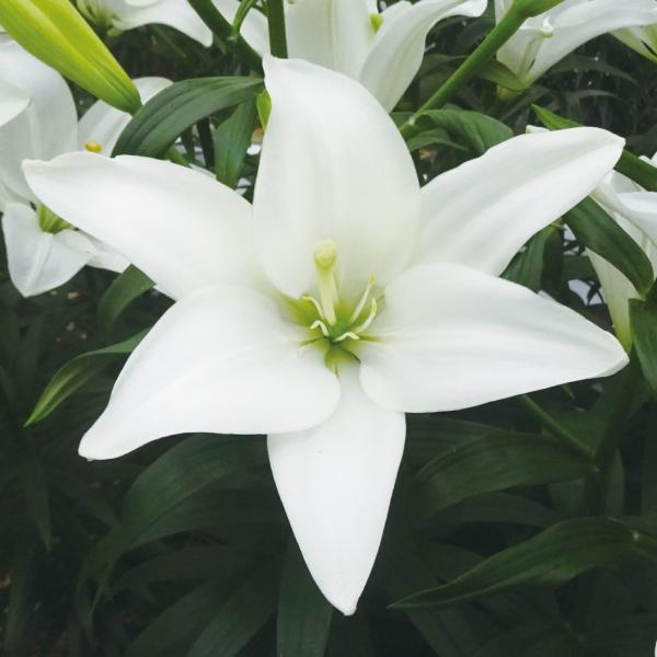 ●学名・英名：Lilium White Cocotte●商品情報：無花粉で育てやすく、小さな花をたくさん咲かせる多花性すかしユリ。無花粉なので切花に最適です。LAユリ。●お届け状態：球根●開花期：6月●草丈：中(80〜120cm)●耐寒性：...