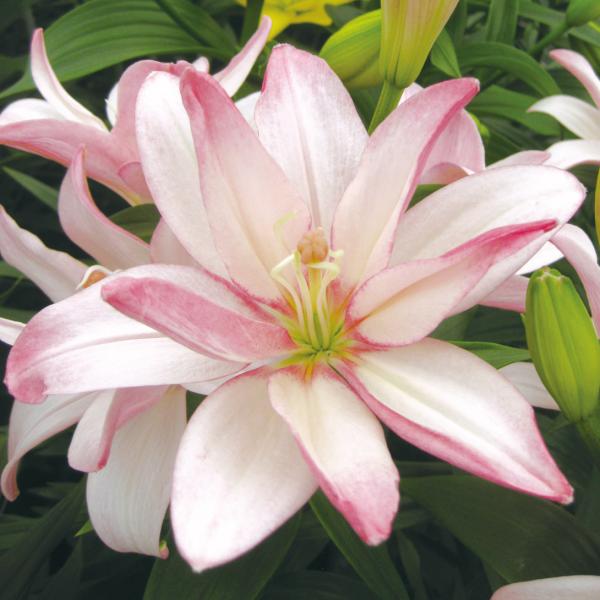 ●学名・英名：Lilium Bentley●商品情報：無花粉ユリ。淡い桃色の八重咲きすかしゆり。LAハイブリッド系。●お届け状態：球根●開花期：6月●草丈：中(80-120cm)●耐寒性：強●日照：日なた●栽培適地：庭・鉢・切花●注意事項：...