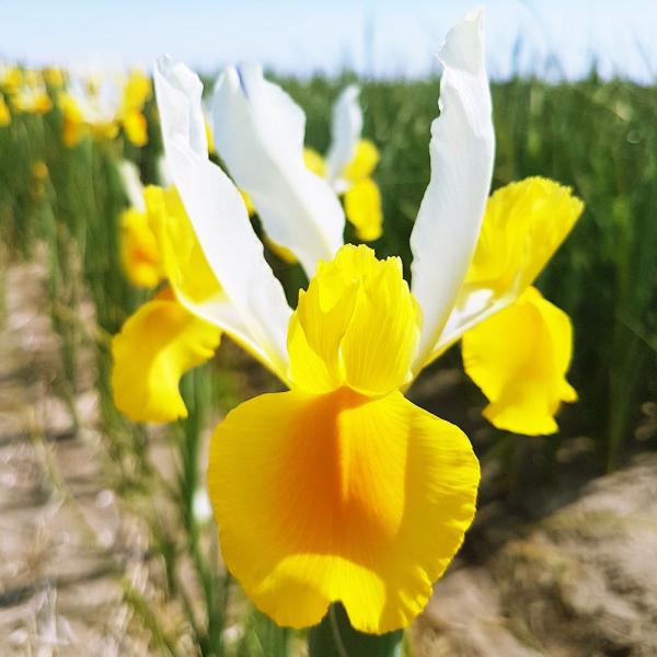 ●学名・英名：Iris x hollandica Montecito●商品情報：ダッチアイリスは花もちの良さで大人気!! 切花にオススメ。アヤメ科。●お届け状態：球根 (球周:約7cm)●開花期(約)：4-6月●草丈(約)：40-60cm●...