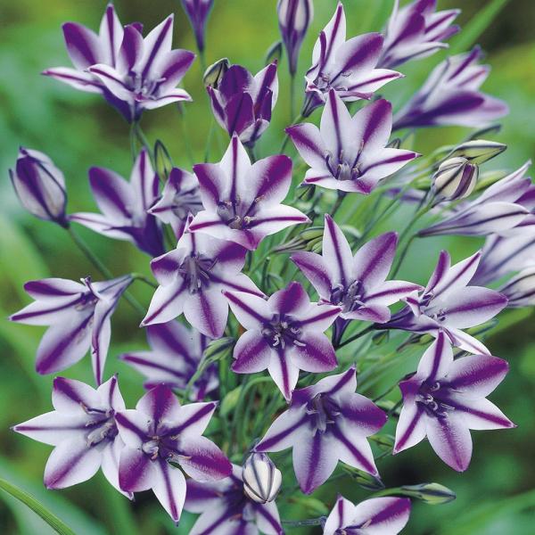 ●学名・英名：Triteleia laxa Rudy●商品情報：爽やかな色合いで人気のトリテレイア。丈夫で育てやすく、植えっぱなしOK!! 切花にもおすすめ。以前はブロディアエア属に含まれていましたが、現在はトリテレイア属。ユリ科。●お届け...