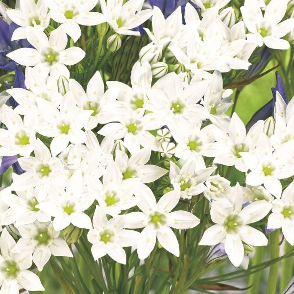 ●学名・英名：Triteleia hyacinthina●商品情報：爽やかな色合いで人気のトリテレイア。丈夫で育てやすく、植えっぱなしOK!! 切花にもおすすめ。以前はブロディアエア属に含まれていましたが、現在はトリテレイア属。ユリ科。●お...