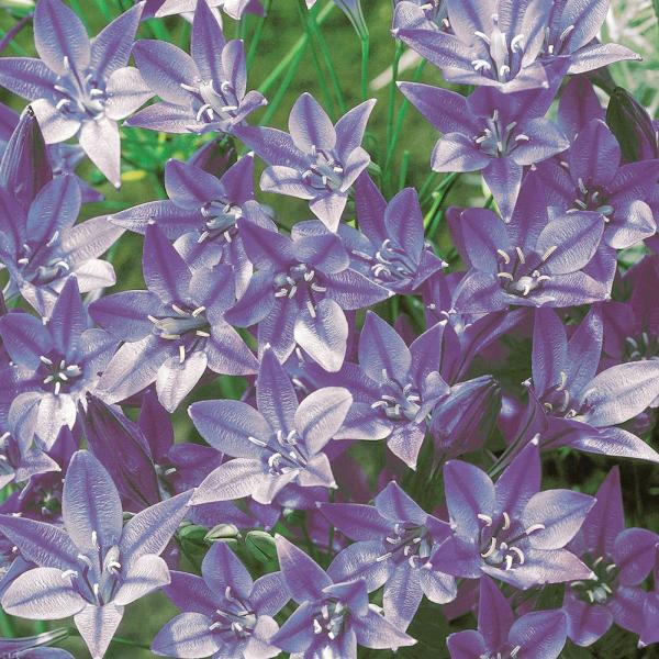 ●学名・英名：Triteleia Corrina●商品情報：爽やかな色合いで人気のトリテレイア。丈夫で育てやすく、植えっぱなしOK!! 切花にもおすすめ。以前はブロディアエア属に含まれていましたが、現在はトリテレイア属。ユリ科。●お届け状態...