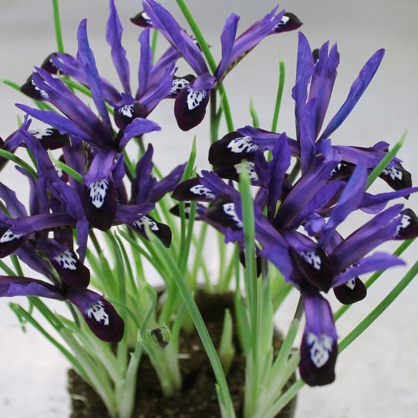 ●学名・英名：Iris reticulata Blue Note●商品情報：草丈が低いアイリス。育てやすさと愛らしさで大人気!  普通のアイリスより約1か月早く開花します。アヤメ科。●お届け状態：球根 (球周:約5cm)●開花期(約)：2-...