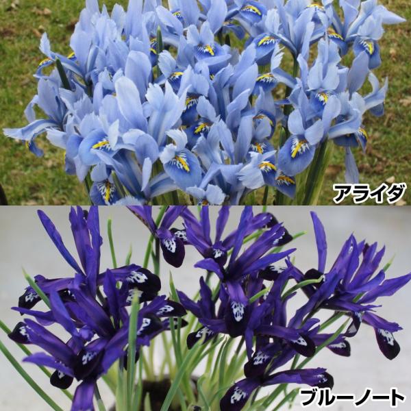 セット内容アライダ・ブルーノート 各10球●学名・英名：Iris reticulata Alida●商品情報：草丈が低いアイリス。育てやすさと愛らしさで大人気!  普通のアイリスより約1か月早く開花します。アヤメ科。●お届け状態：球根 (球...