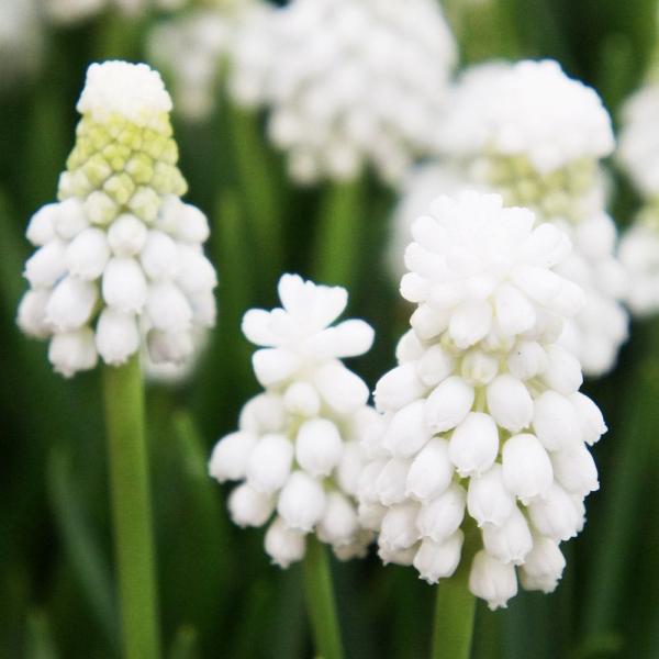 ●学名・英名：Muscari aucheri Siberian Tiger●商品情報：白花ムスカリ。他の花色と混植すると素敵です。寄せ植えや花壇の縁取りにも人気のムスカリ。特にチューリップとの相性抜群です。強健で手間いらずで植えっぱなしOK...