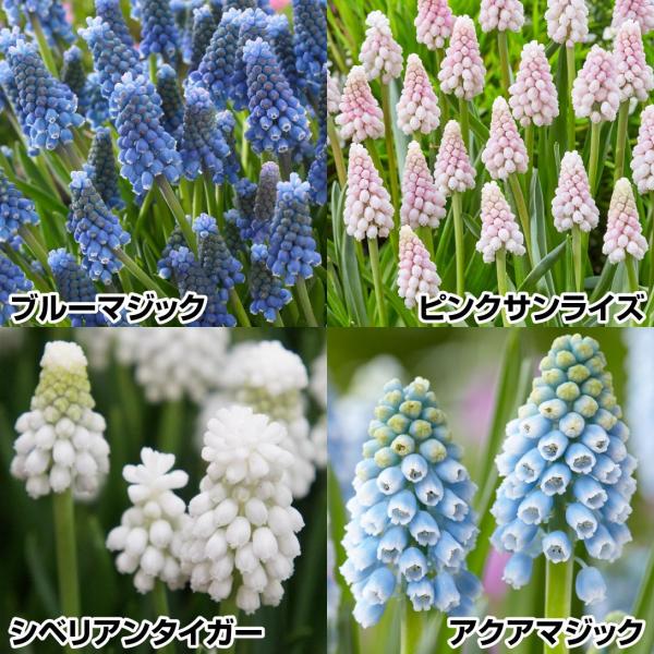 セット内容ブルーマジック・アクアマジック・シベリアンタイガー 各10球、ピンクサンライズ5球●学名・英名：Muscari●商品情報：寄せ植えや花壇の縁取りにも人気のムスカリ。特にチューリップとの相性抜群です。強健で手間いらずで植えっぱなしO...