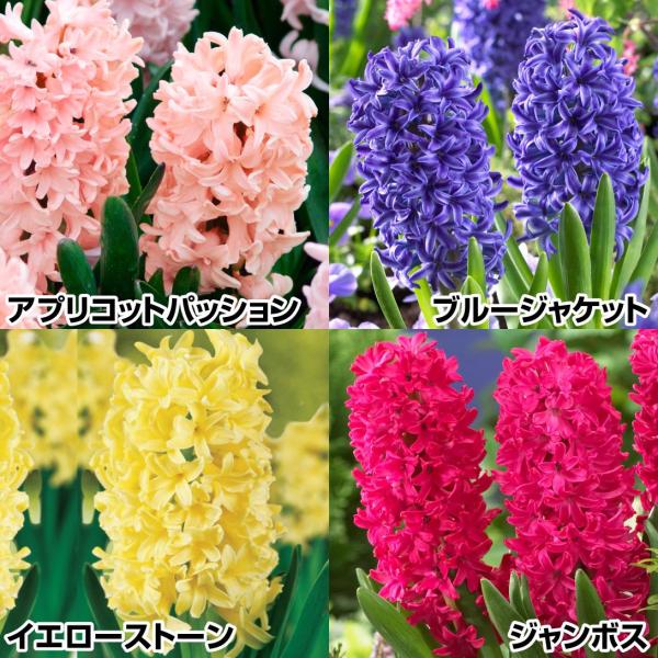 セット内容：アプリコットパッション・ブルージャケット・イエローストーン・ジャンボス /各3球●学名・英名：Hyacinthus orientalis●商品情報：春の花壇や寄せ植えに引っ張りだこなヒヤシンスのセット。花は良い香りがします。キジ...
