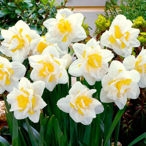 ●学名・英名：Narcissus White Lion●商品情報：クリームイエローが優しい色合いの八重咲水仙。スイセンは育てやすく、植えっぱなしでも栽培でき、初心者にもおすすめです。●分類：4 W-WYY[ Double ]●お届け状態：球...