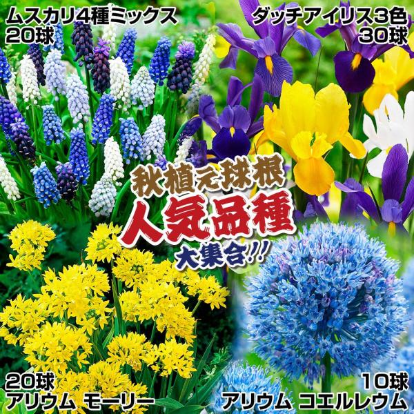 セット内容ムスカリ4種ミックス 20球アリウム コエルレウム 10球アリウム モーリー 20球ダッチアイリス3色(紫・白・黄) 30球●商品情報：春中楽しめる人気の秋植え球根セット。●お届け状態：球根 (開花見込みサイズ)●開花期(約)：ム...
