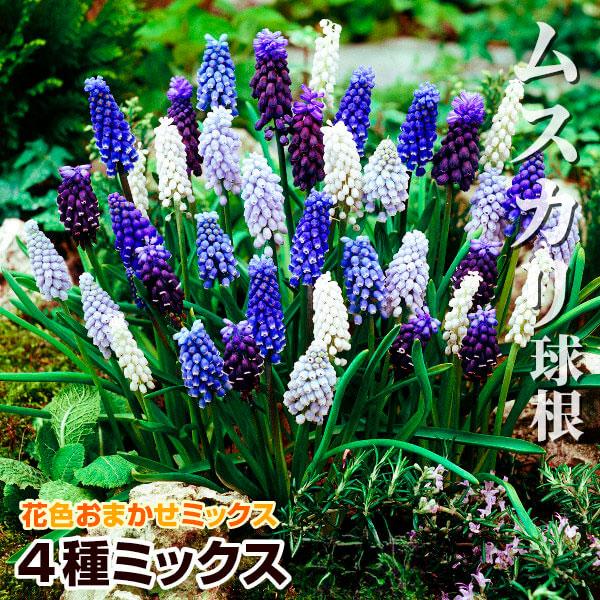 ●学名・英名：Muscari●商品情報：寄せ植えや花壇の縁取りにも人気のムスカリ。特にチューリップとの相性抜群です。強健で手間いらずで植えっぱなしOK!! キジカクシ科。4種のムスカリを無選別でお届けする人気商品です。●お届け状態：球根 (...
