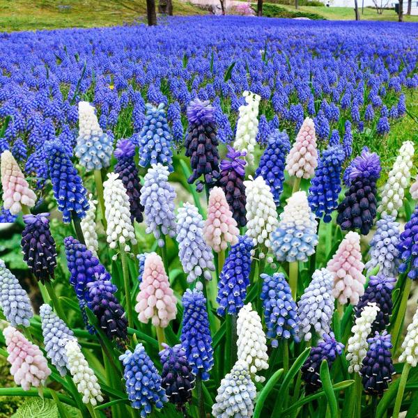●学名・英名：Muscari●商品情報：寄せ植えや花壇の縁取りにも人気のムスカリ。特にチューリップとの相性抜群です。強健で手間いらずで植えっぱなしOK!! キジカクシ科。今季取り扱いのムスカリの中から、無選別・名称なしでお届けします。送料込...