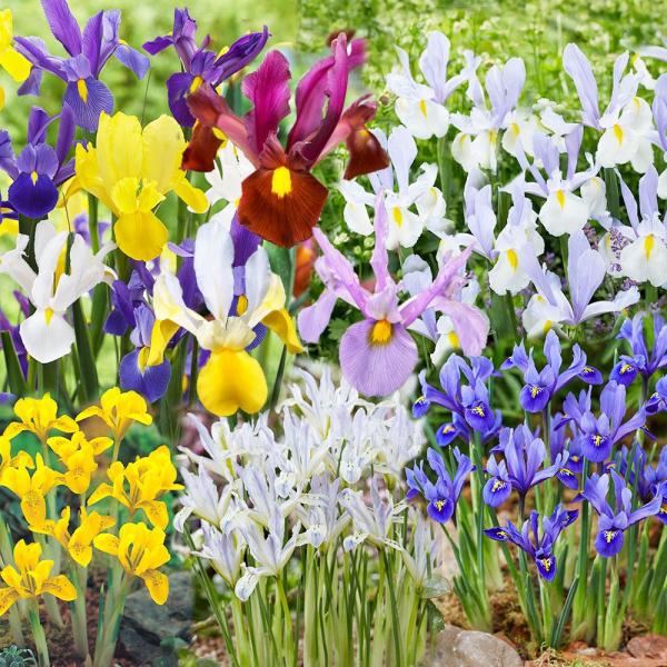 ●商品情報：ミニアイリスは草丈が低いアイリス。育てやすさと愛らしさで大人気! 普通のアイリスより約1か月早く開花します。アヤメ科。ダッチアイリスは花もちの良さで大人気!! 切花にオススメ。アヤメ科。今季取り扱いのミニアイリス・ダッチアイリス...