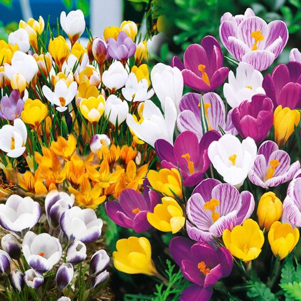 ●学名・英名：Crocus●商品情報：寒咲クロッカスは早春にいち早く花を咲かせます。植えっぱなしOK!! アヤメ科。大輪クロッカスは花壇や鉢植えはもちろん、水栽培でも立派に開花するほど強健なので、植えっぱなしOKで栽培簡単!! アヤメ科。今...