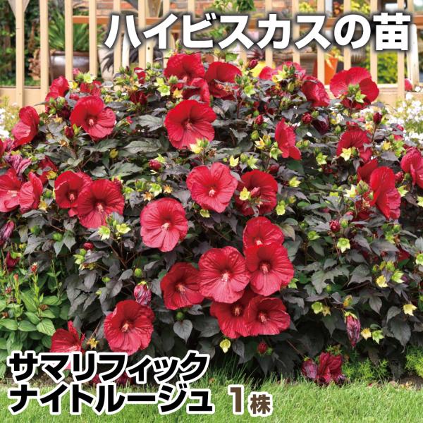 ●商品情報：耐暑性・耐寒性抜群のハイブリッド宿根ハイビスカス!!耐暑性抜群でなんと西日対策も不要のまさに夏最強のPWで、耐寒性も驚きの-30度!!強健・旺盛な生育力のため、地植えか花壇での栽培を推奨されるほど!!お庭で何年も育てられます。●...