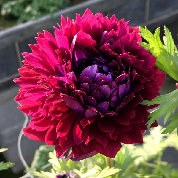 商品情報花弁の数が多く、とっても豪華な八重咲きの大輪レバンテシリーズ!!軸が太くなるため、ボリュームある切花が作れます!!お届け状態ポット苗分類多年草開花期2〜4月草丈40〜50cm日照日なた耐寒性強用途庭・鉢・切花