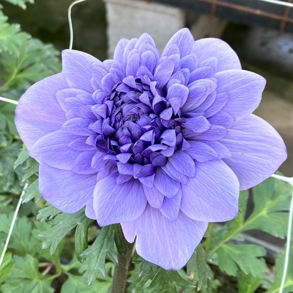 国華園 花苗 アネモネ アズーロ 2株 / 花の苗 鉢植え向き 大輪 八重咲き ボタンイチゲ 牡丹一華