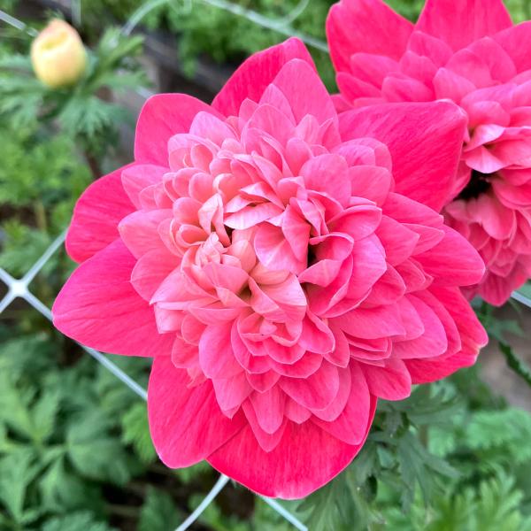 国華園 花苗 アネモネ ローザ 2株 / 花の苗 鉢植え向き 大輪 八重咲き ボタンイチゲ 牡丹一華