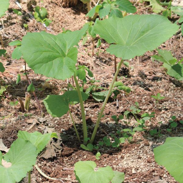 人気品種のフキ●商品情報：春の味覚の代表格!ふきのとうは刻んでフキ味噌にどうぞ。●お届け状態：素掘苗●分類：多年草●耐寒性：強/寒冷地でも地植えOK●日照：半日陰●収穫期フキノトウ:3月〜フキ:5月〜※できるだけ風の当たらない涼しい場所で栽...