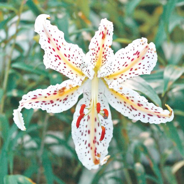 ●商品情報秋に掘り上げた球根のりん片を1枚ずつはがし、茶碗蒸しの具や煮物などに。ホクホクで美味!!香り高い大輪花を咲かせます。※開花まで至らない場合もあります。●お届け状態球根●収穫期(約)11月●花期(約)6?8月●耐寒性強/寒冷地でも地...