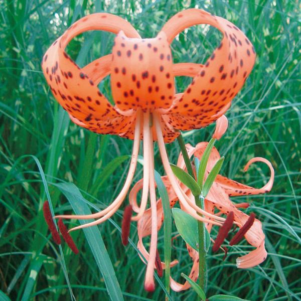 ●商品情報秋に掘り上げた球根のりん片を1枚ずつはがし、茶碗蒸しの具や煮物などに。ホクホクで美味! ※開花までに至らない場合もあります。●お届け状態 球根●分類多年草●耐寒性強●日照半日陰●収穫期11月