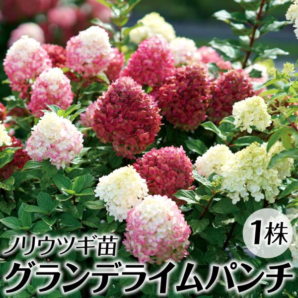 ●商品情報：ライムグリーンの花は、秋頃に下から上に向かって白→淡桃→濃赤と豪華に変化！樹形はコンパクト。品種登録出願予定●お届け状態：11cmポット苗●分類：落葉樹●開花期：7〜9月●生長後の樹高(約)：0.9〜1.5m●日照：日なた・半日...