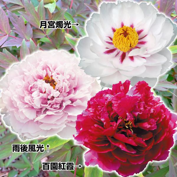 園木華堂牡丹 園木華堂牡丹