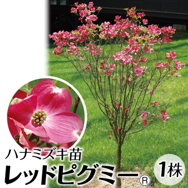 ●商品情報：大人気庭園樹であるハナミズキの矮性赤花品種。若木のうちから花つきが良い！ぜひ鉢植えでお楽しみください。●お届け状態：15cmポット苗●分類：落葉樹●開花期：4〜5月●生長後の樹高(約)：1.5〜2m●日照：日なた●耐寒性：強●栽...