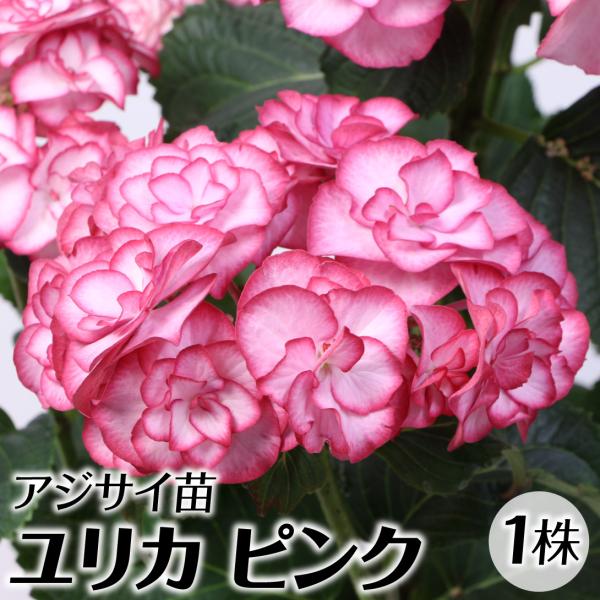 アジサイ 苗 苗木 ユリカ ピンク 1株 / ハイドランジア アジサイ