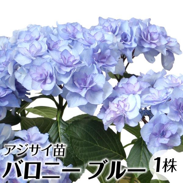 アジサイ 苗 苗木 バロニー ブルー 1株 / ハイドランジア アジサイ苗